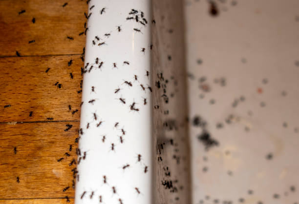 Best Residential Pest Control  in Ladd, IL