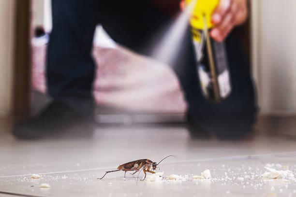 Flea Control Services in Ladd, IL